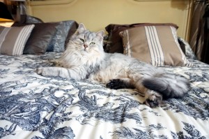 Siberain silver cat Damman Amur Jazz         