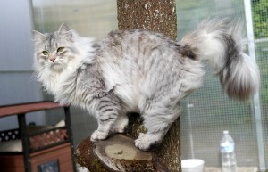 Silver Siberian cat Rossity Odessa of Damman Amur cattery in France      