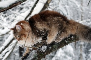 Siberian cat Amurin Andreas          
