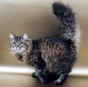 Siberian cat khariton Angara        