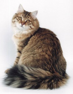 Siberian  cat Vorkuta         