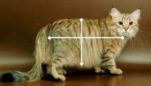 10. Visible body proportions of a Siberian.