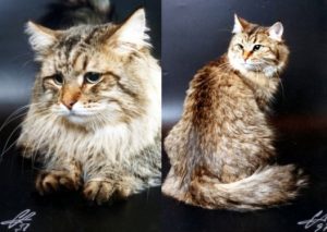 Helios Onix Gloria and Tsarevna Cecilia Seliger, cats used as the examples at FIFe SIB recognition Show in 1997.