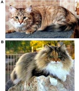 5. Correct (A) and incorrect (B) coat. (Clarification from PawPeds: picture 5B shows a Norwegian Forest Cat.)
