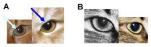 8. Incorrect (A) and correct (B) shape of the inner upper corner of the eye.
