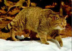 Felis silvestris - European wildcat