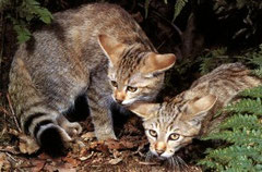Felis lybica - African wildcat