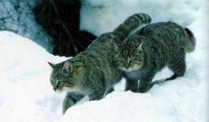Felis Silvestris Caucasica - picture taken by Russian felinologists in Armenia