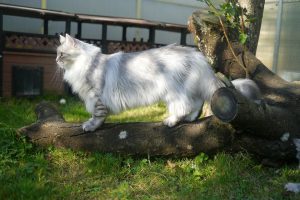 Odessa has her winter fur and she is a very well dressed lady but you can observe the coat is abundant but glossy on back and fur is thick and hard. Collar, chest, under arms and tails are more dense and abundant.