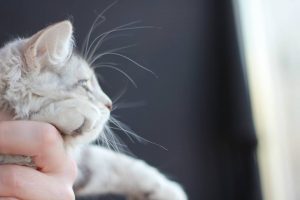 Here is a kitten with a rather straight profile