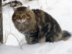 Siberian cat Chernomor Sibirskoe Ocharovanie