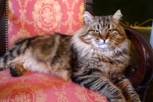 Siberian cat Rossity Irvin of Damman Amur         