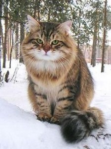 Siberian cat Eral Martin Valenvic        
